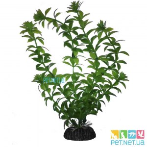 Aquarium plants -1000